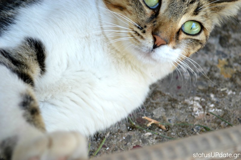 cat statusupdate2