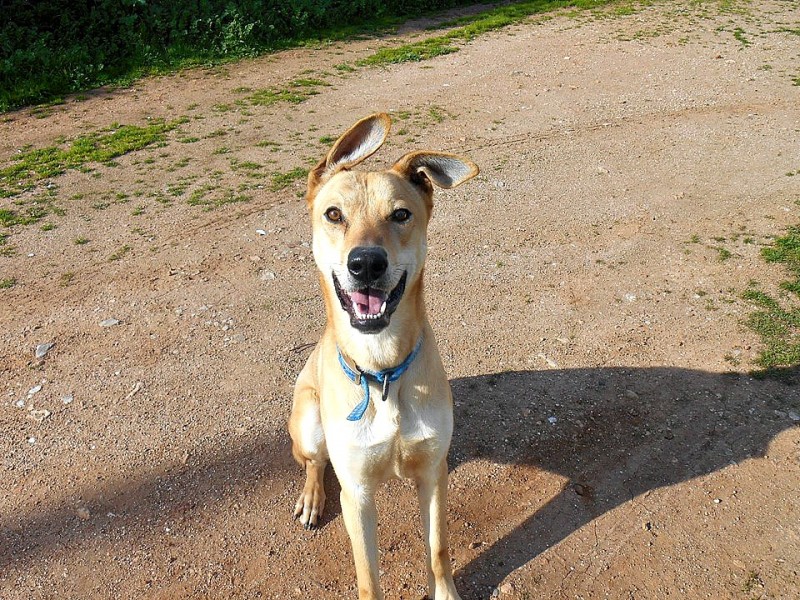 Jason - Αδέσποτα