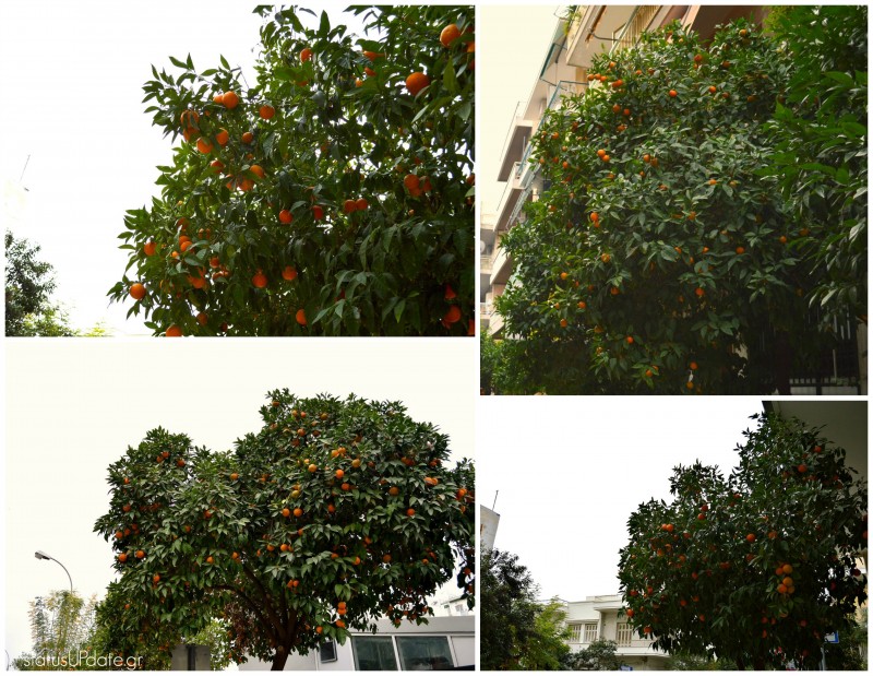 Νεραντζούλα φουντωτή