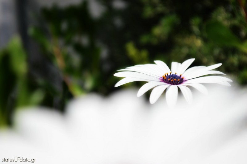 Μαργαρίτα 3