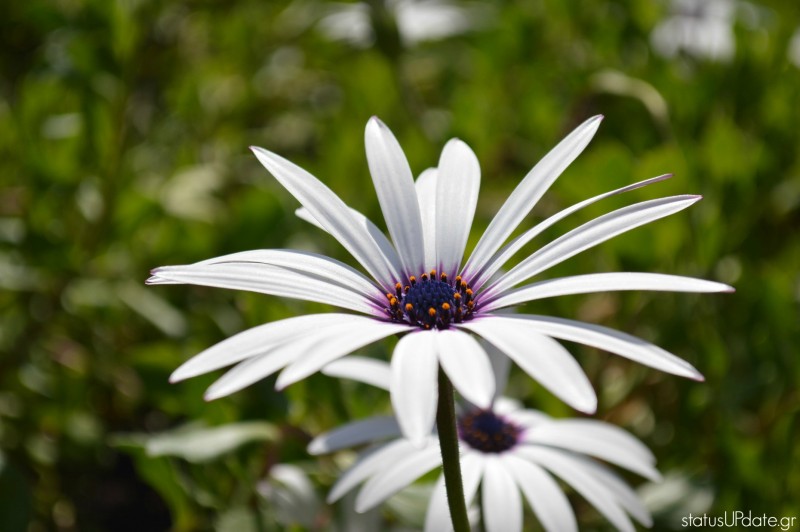 Μαργαρίτα Άνοιξη 3