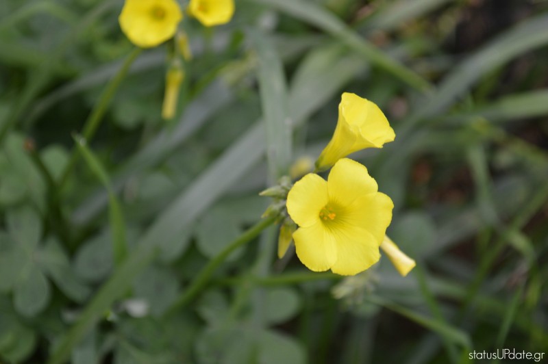 Καμπανάκι Άνοιξη